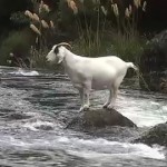 Coop’s NZ River Sheep