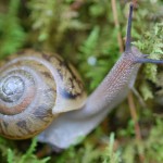 snail_gallaway.jpg