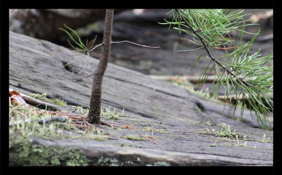 Old railroad tie beside Quarter Mile Rapid with a pine tree growing out of it